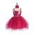 Fuchsia Fuchsia